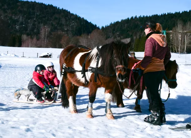 Poney-luge à 1h d'Annecy