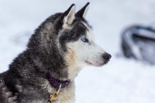 First Sled dogs Annecy 