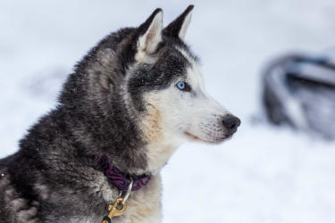 Dog Sledding Discovery