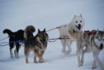 Excursion sled dogs Annecy