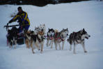 Initiation Conduite Chien Traineaux Annecy 