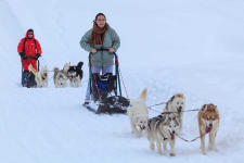 Chien de traineau initiation 1/2 journée