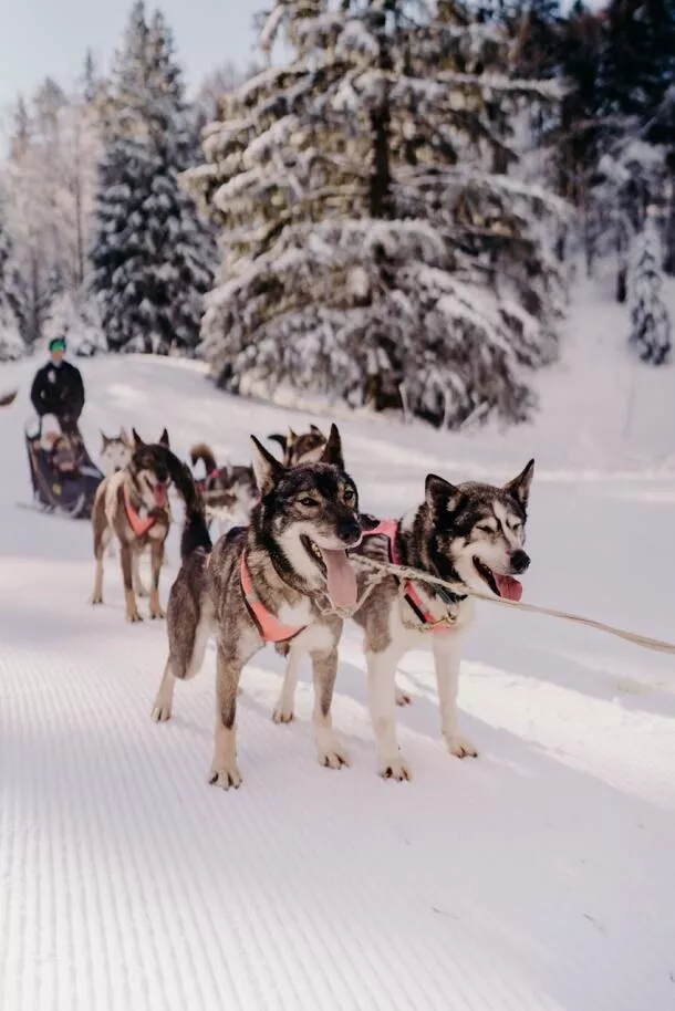 Chien de traineau séminaire Annecy