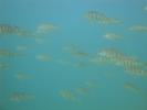 Snorkeling Annecy