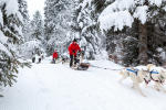 Initiation Conduite Chiens Traineaux Annecy 