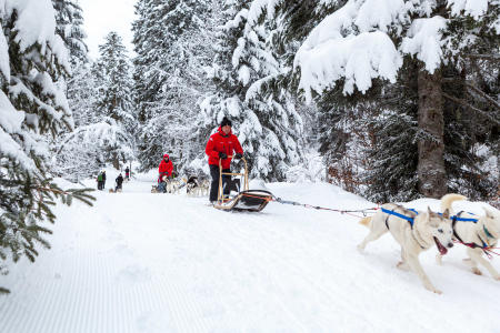 Dog Sled Driving Initiation