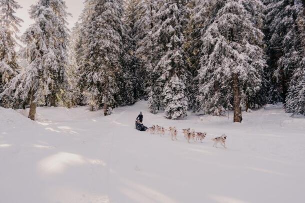 Dog sledding Annecy