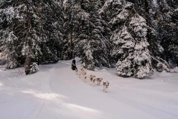 Balade chien de traineau Savoie