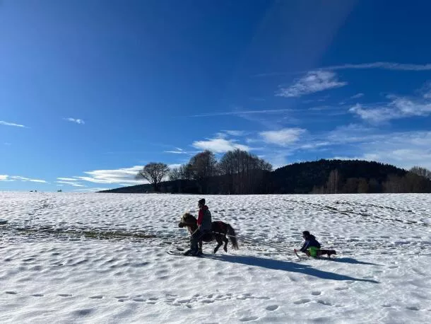 Poney-luge à 1h d'Annecy
