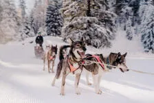 Dog sledding La Féclaz-Le Revard