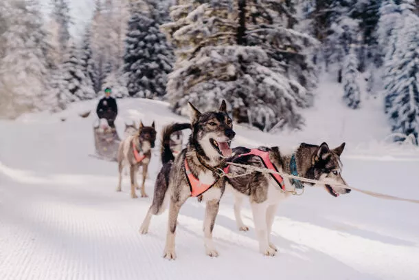 Dog sledding La Féclaz-Le Revard