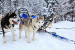 First sled dog ride for 4 people