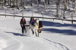 Ski Joering with horse in Revard mountain