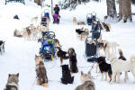 Sled dog experience Savoie Revard