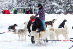 Chien de traineau initiation 1/2 journée