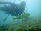 Scuba Diving Saint Jorioz Annecy