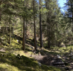 Challenge Trappeur en forêt