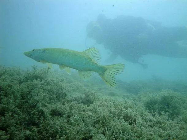 Mermaiding - apnée enfant