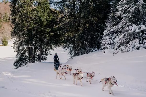 Dog sledding 2 people Savoie