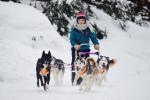 Chien de traineau pour votre séminaire hiver