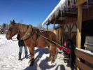 Chevaux et ski