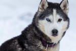 First sled dog ride for 3 people