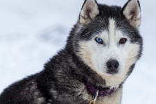 Baptême en chien de traineau pour 3 personnes