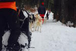 Séminaire neige près d'Annecy - Chien de traineau