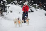 Chien de traineau tout près d'Annecy