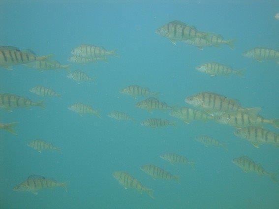 Activité ludique enfants apnée