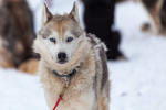 Half-day dog sledding introduction 