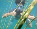 Snorkelling at Annecy's lake