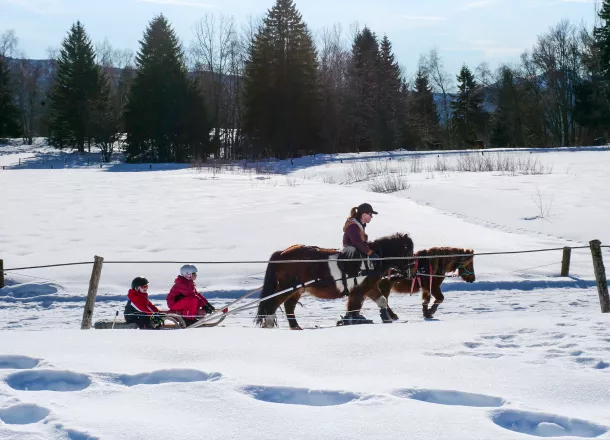 Poney-luge à 1h d'Annecy