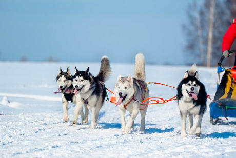 Dog Sledding activity