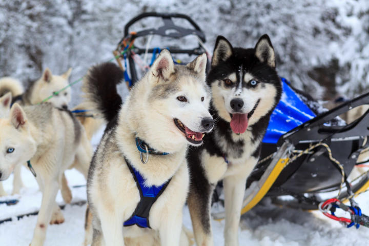 Dog Sledding